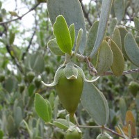 Óleo de Jojoba